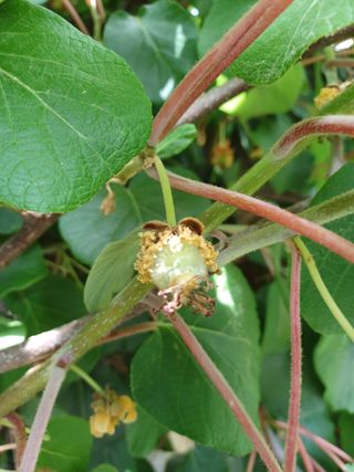 알 수 없음님의 두릅 · 삽목•정식 작성글 사진