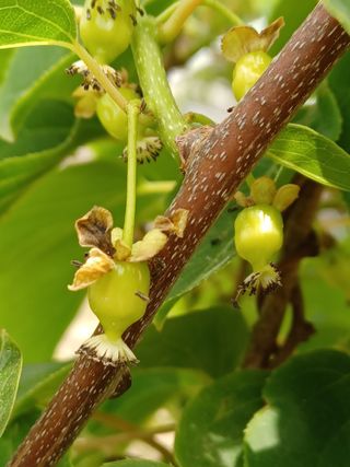 알 수 없음님의 두릅 · 삽목•정식 작성글 사진