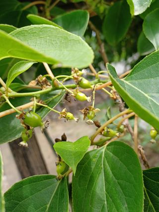 알 수 없음님의 두릅 · 삽목•정식 작성글 사진