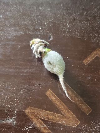 최홍선님의 복숭아 · 자유게시판 작성글 사진