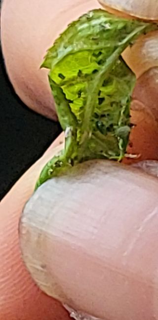 최홍선님의 복숭아 · 자유게시판 작성글 사진