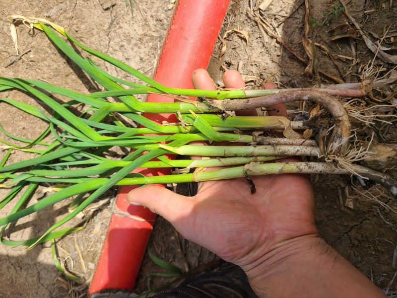 장터 상품 [풋마늘 10kg 20kg (판매완료)] 썸네일