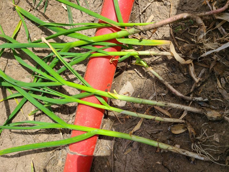 김봉학님의 장터 판매 상품 [풋마늘 10kg 20kg (판매완료)] 첨부 사진