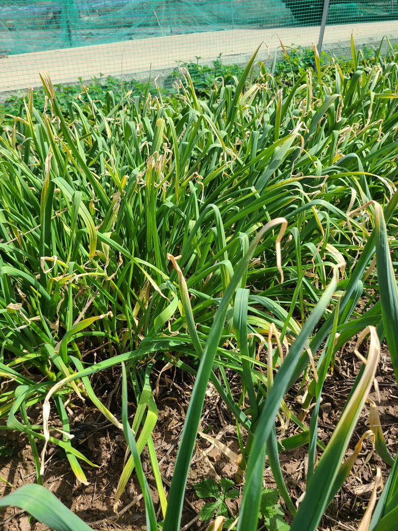 김봉학님의 장터 판매 상품 [풋마늘 10kg 20kg (판매완료)] 첨부 사진