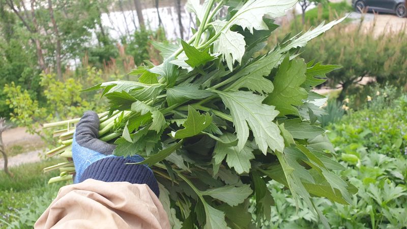 장터 상품 [신선초(명일엽) 1kg] 썸네일