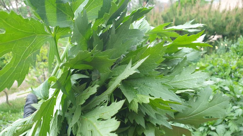 농부아내님의 장터 판매 상품 [신선초(명일엽) 1kg] 첨부 사진