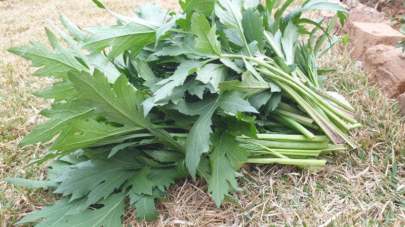 농부아내님의 장터 판매 상품 [신선초(명일엽) 1kg] 첨부 사진