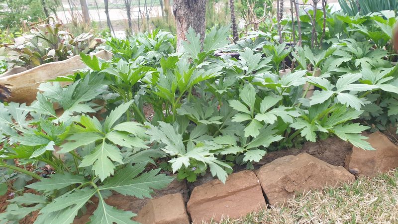 농부아내님의 장터 판매 상품 [신선초(명일엽) 1kg] 첨부 사진