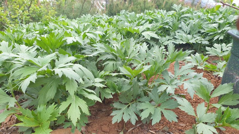 농부아내님의 장터 판매 상품 [신선초(명일엽) 1kg] 첨부 사진