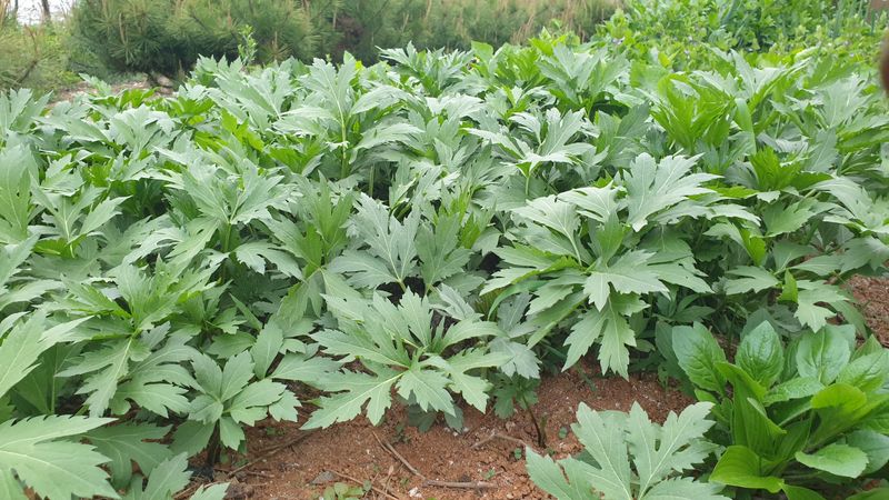 농부아내님의 장터 판매 상품 [신선초(명일엽) 1kg] 첨부 사진