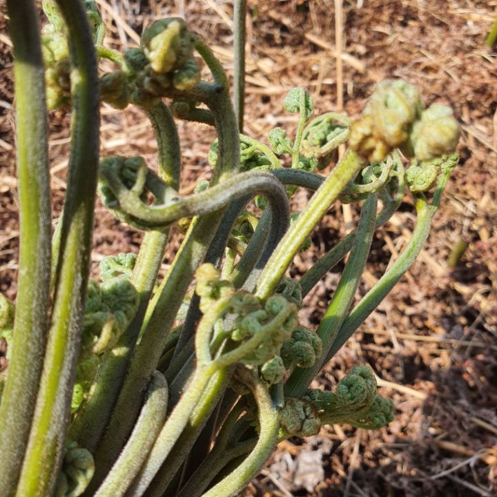 장터 상품 [건고사리 팝니다  100g당] 썸네일