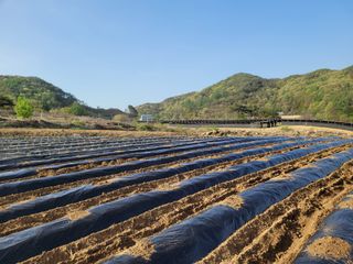 여우내 이순홍님의 고추 · 토양준비 작성글 사진