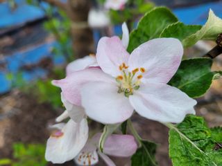 여우내 이순홍님의 고추 · 토양준비 작성글 사진