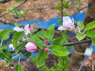 여우내 이순홍님의 고추 · 토양준비 작성글 사진
