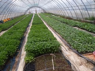 천년의사랑님의 고추 · 파종•정식 작성글 사진