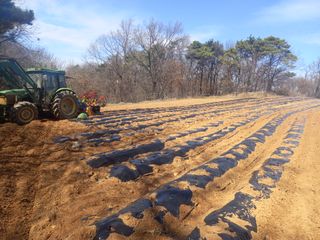 천년의사랑님의 고추 · 파종•정식 작성글 사진