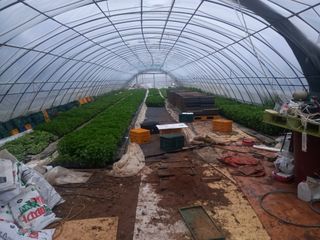 천년의사랑님의 고추 · 파종•정식 작성글 사진