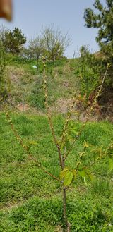 팜모닝 기타작물·병해충상담 게시글 이미지