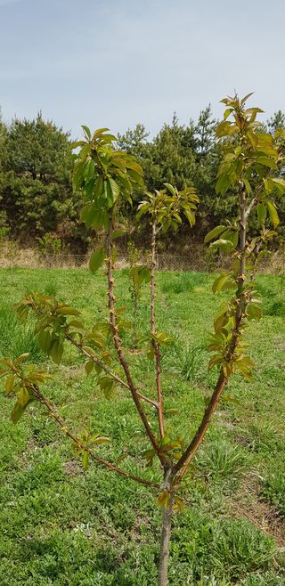 hhoo님의 기타작물 · 병해충상담 작성글 사진