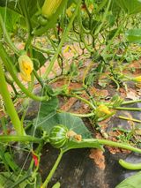 팜모닝 호박·자유게시판 게시글 이미지