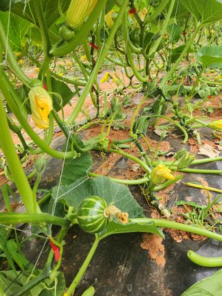 정희원 님의 호박 · 자유게시판 작성글 사진