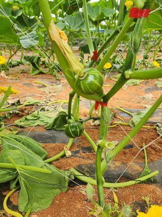 정희원 님의 호박 · 자유게시판 작성글 사진