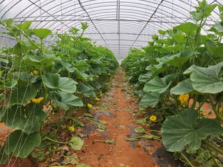 정희원 님의 호박 · 자유게시판 작성글 사진