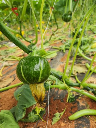 정희원 님의 호박 · 자유게시판 작성글 사진