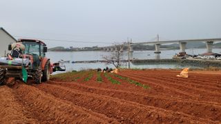 무안선유농원님의 고구마 · 자유게시판 작성글 사진