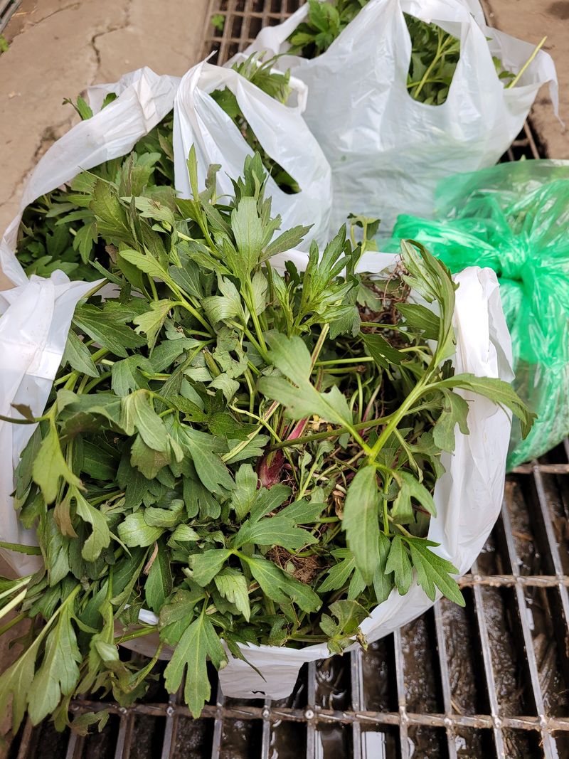 장터 상품 [삼잎국화모종 110촉] 썸네일