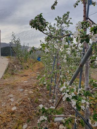 알 수 없음님의 사과 · 일상 작성글 사진