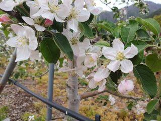 알 수 없음님의 사과 · 일상 작성글 사진