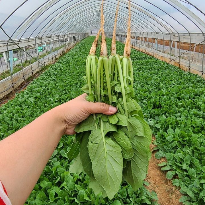 장터 상품 [(판매완료) 무농약 일산열무 2키로. 4키로 ] 썸네일