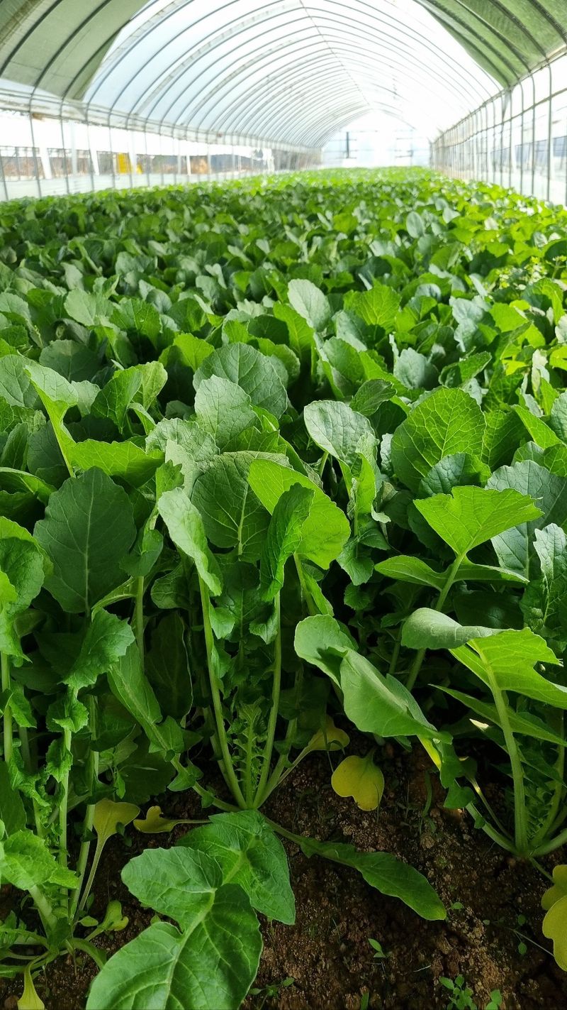 엄미애님의 장터 판매 상품 [(판매완료) 무농약 일산열무 2키로. 4키로 ] 첨부 사진