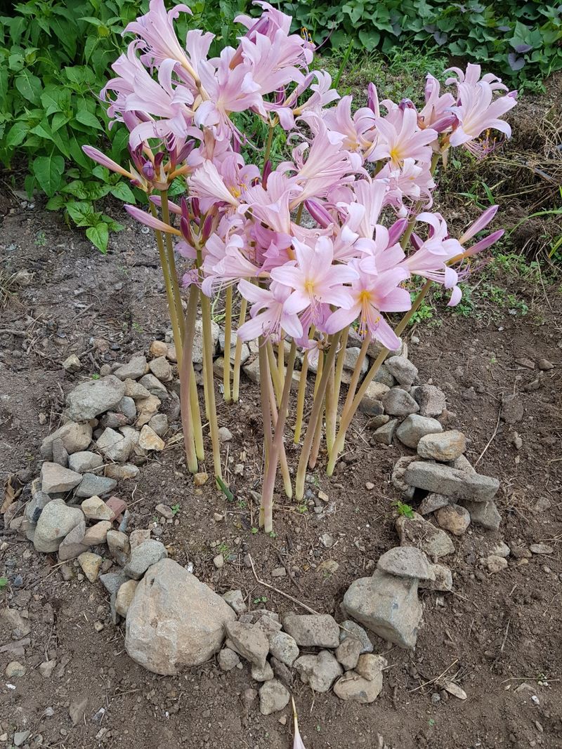 장터 상품 [분홍상사화] 썸네일