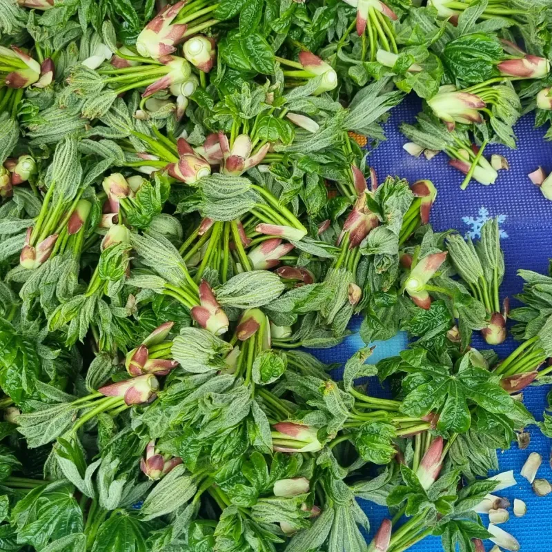 장터 상품 [엄나무순 2kg] 썸네일