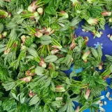 팜모닝 · 게시글 이미지