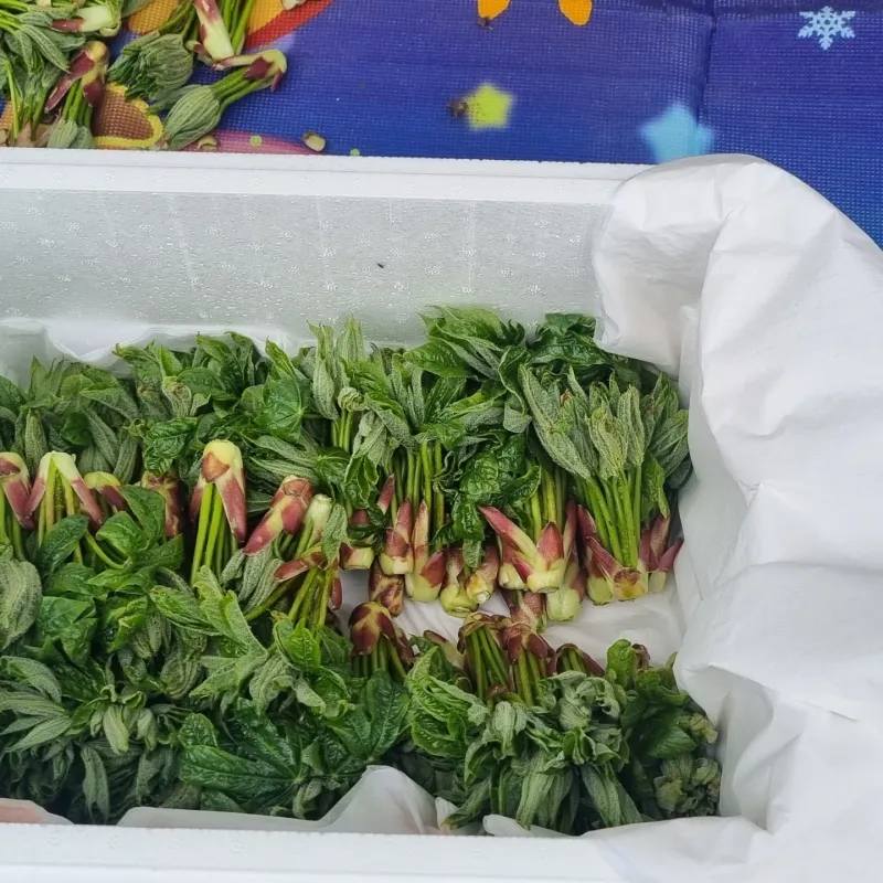 박승수님의 장터 판매 상품 [엄나무순 2kg] 첨부 사진