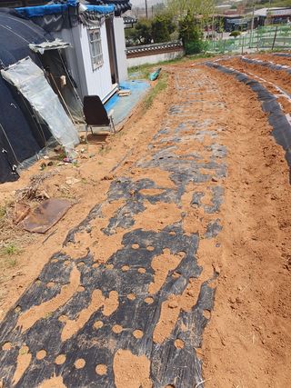 두릅나무10495님의 참깨 · 자유게시판 작성글 사진