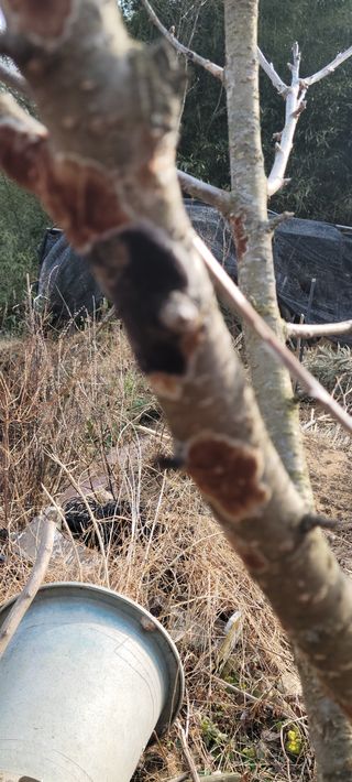 이승남님의 매실 · 병해충상담 작성글 사진