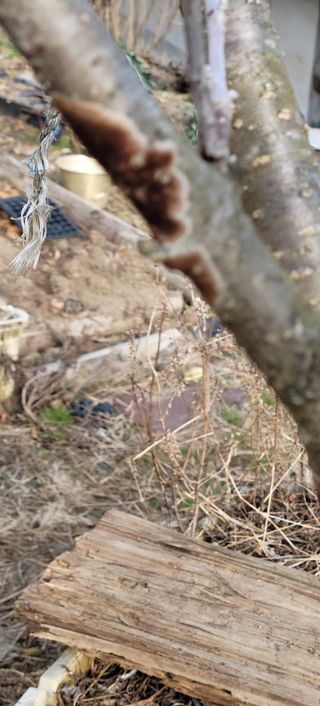 이승남님의 매실 · 병해충상담 작성글 사진