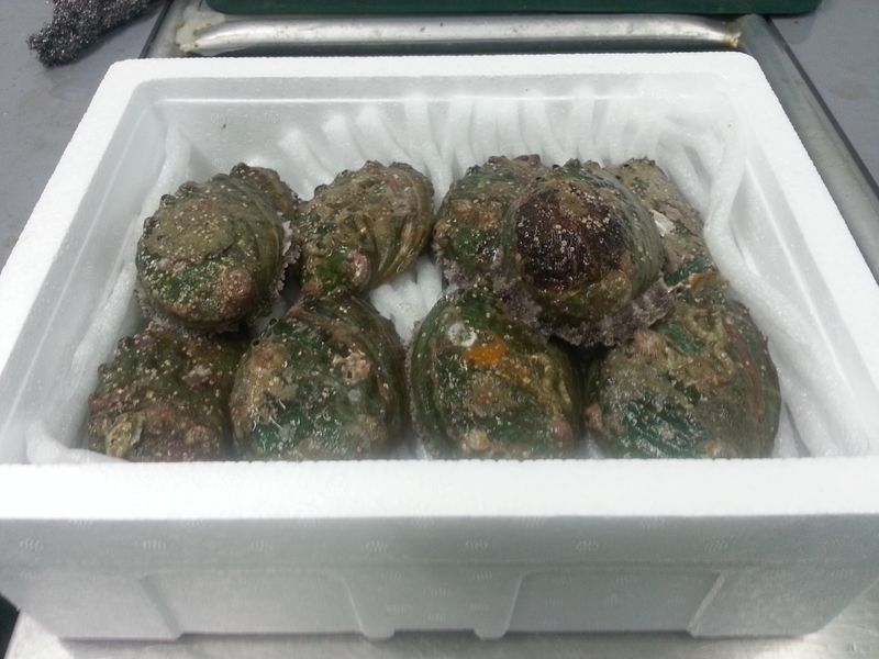 장터 상품 [전복8~9미] 썸네일