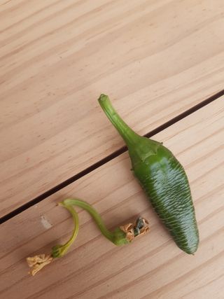 사부자맘님의 고추 · 병해충상담 작성글 사진