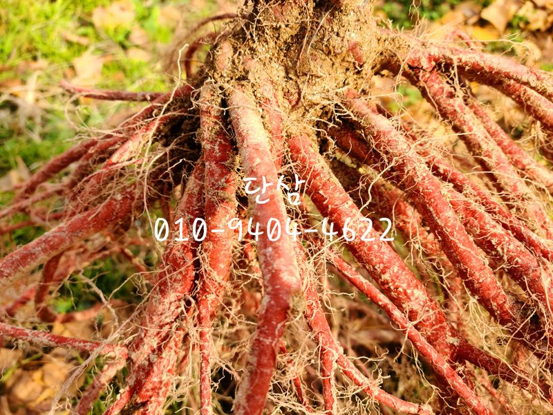 장터 상품 [단삼100g] 썸네일