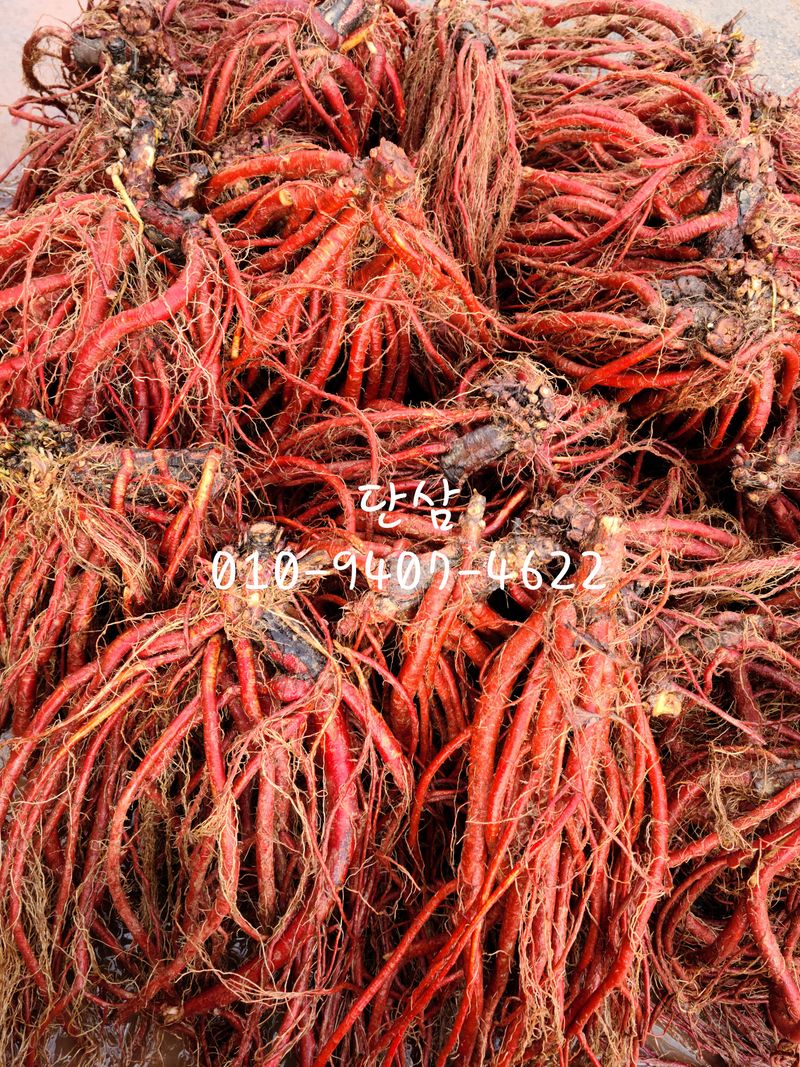 단삼님의 장터 판매 상품 [단삼100g] 첨부 사진