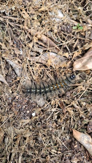명상로승희네농원님의 귤 · 병해충상담 작성글 사진