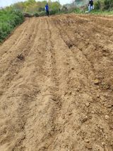 팜모닝 참깨·자유게시판 게시글 이미지