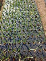 팜모닝 마늘·병해충상담 게시글 이미지