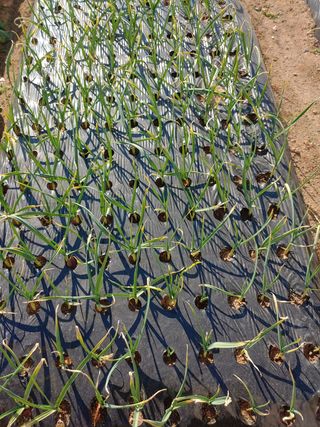 알려주세요님의 마늘 · 병해충상담 작성글 사진