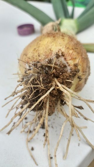 김경화님의 양파 · 병해충상담 작성글 사진